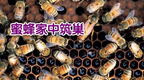 種什麼花比較好 蜜蜂来家里做窝